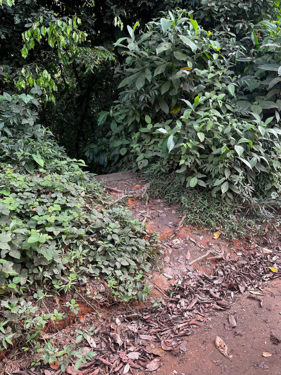 Change Your Habitat – Poza Azul trail improvement project, safer access to waterfall, low-impact public infrastructure in Dominicalito Costa Rica
